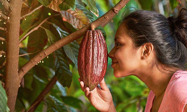 Van Houten Santo Domingo