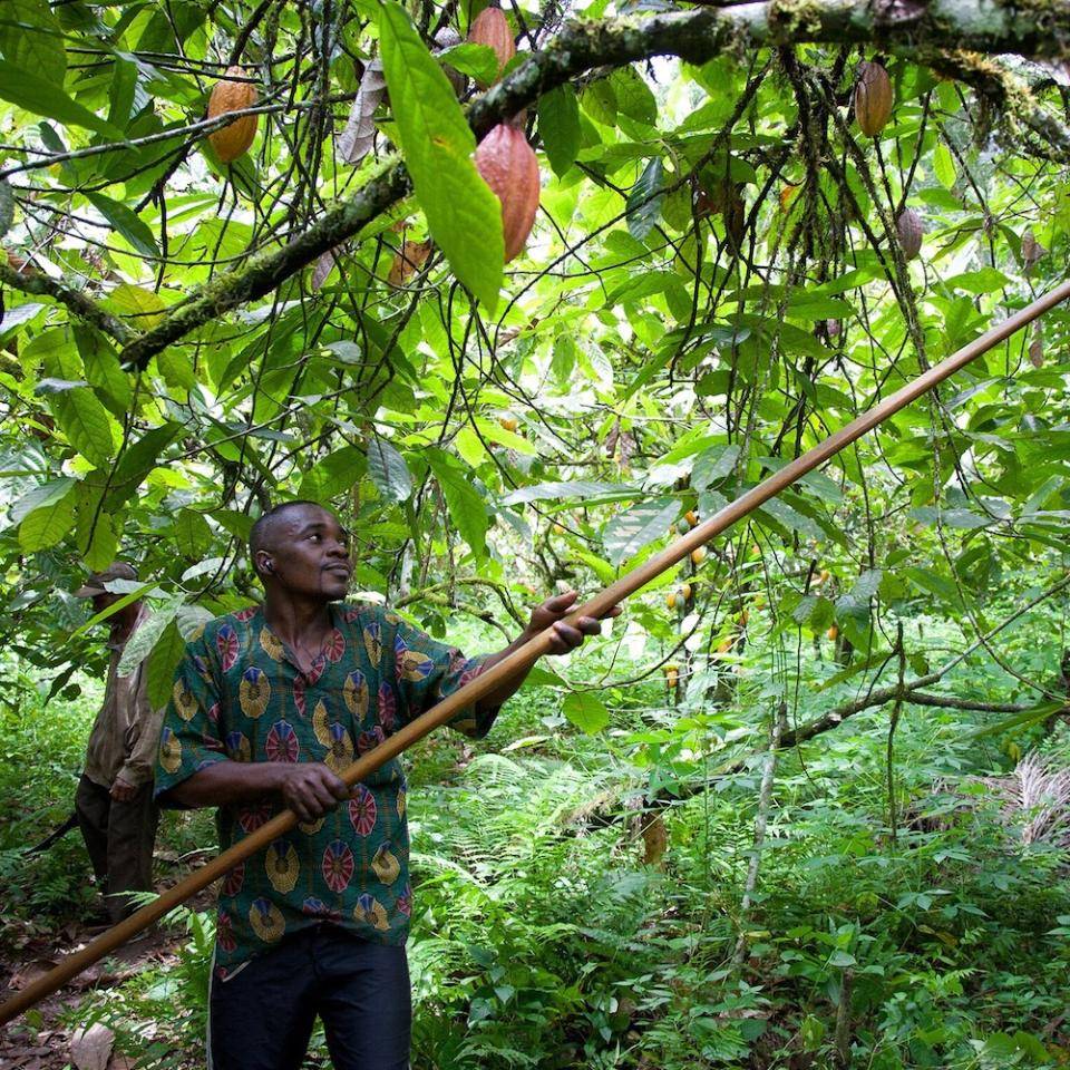 Chocovic sotenibilidad cacao