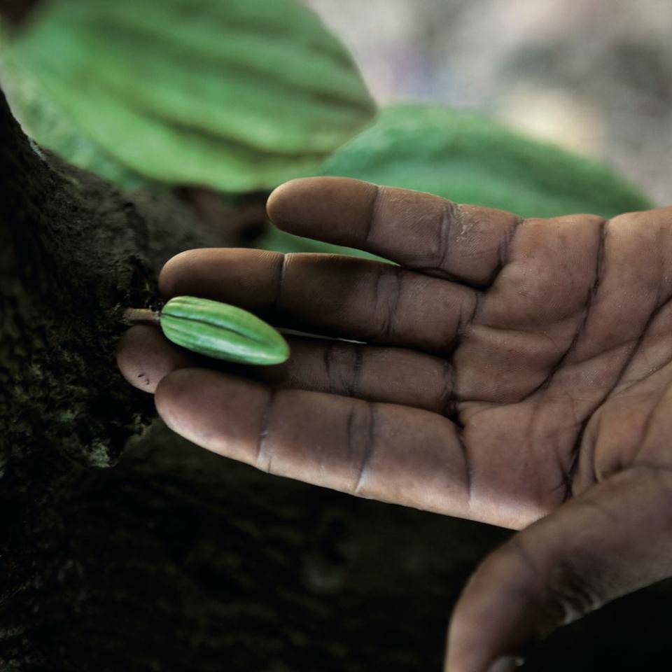 Chocovic sotenibilidad cacao