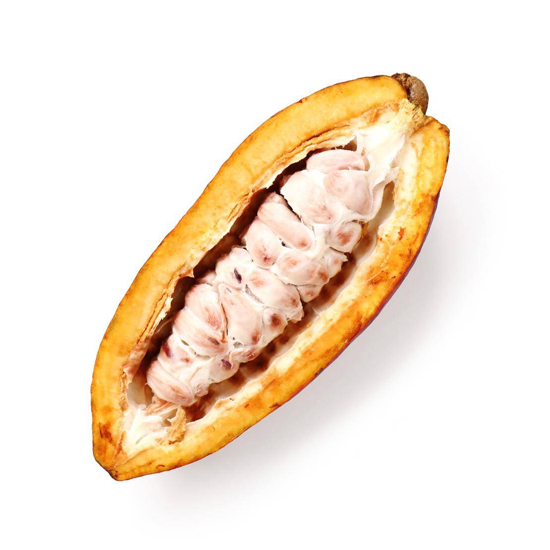VH History-cocoa pod